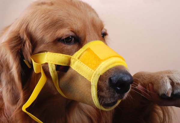 Dog Muzzle - Soft, Breathable - Small Dogs, Size L Yellow