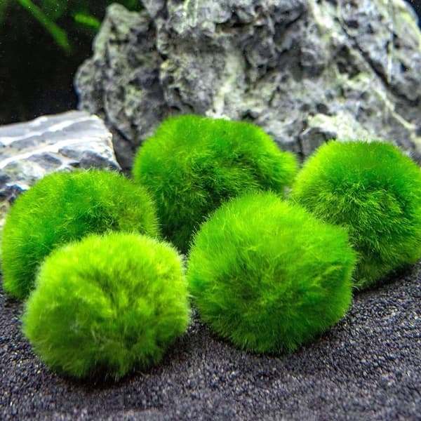 Medium Marimo Moss Balls, Aquarium Decor, Heirloom Gift, Loved by Aquarium KLB