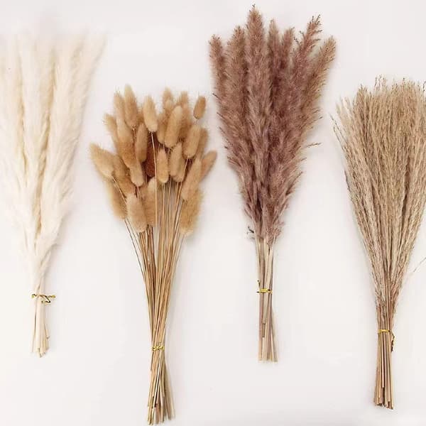 Natural Pampas Grass Dried, Fluffy and Wavy Dried Flowers B B