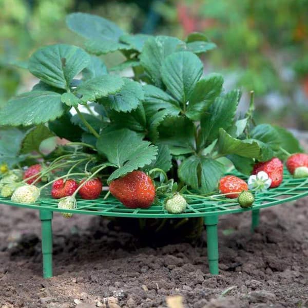 10 pcs Strawberry Tree Climbing Frame Easy Garden Tools