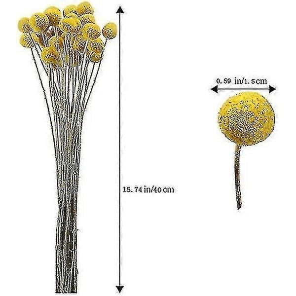 40 stk. tørrede Craspedia Button Blomsterbuket