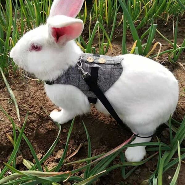 Rabbit Harness and Belt Set, Breathable Soft Rabbit Harness with Leash Gentleman Style for Rabbit Kitten Small Animals Jogging (M)