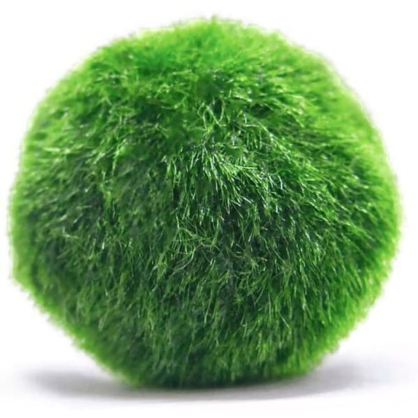 Medium Marimo Moss Balls, Aquarium Decor, Heirloom Gift, Loved by Aquarium KLB