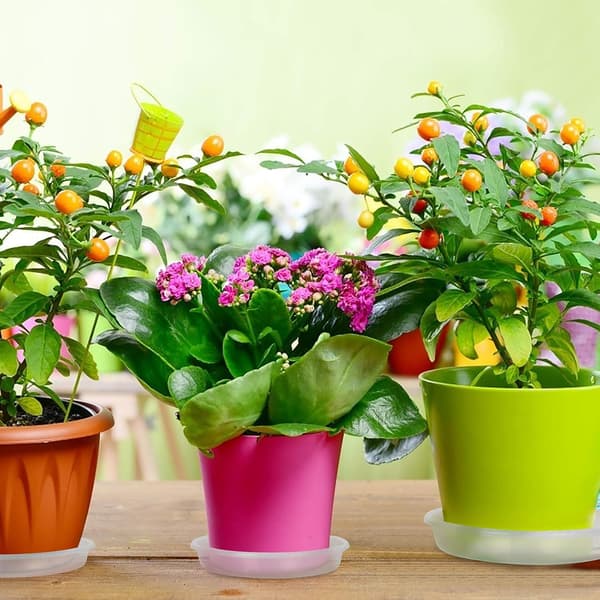Dewenwils 10 stk. Underskåler for Blomsterpotter, Flate Underskåler DXGHC