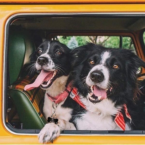 2-pack hundbricksklämmor, rostfritt stål, kraftiga snabblås, husdjursbrickshållare