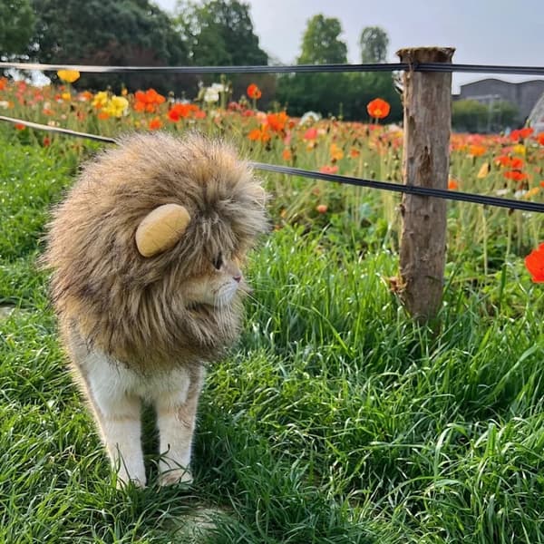 Kattluer Kattekostyme Kaninhatt med ører Hatt Hodeomkrets