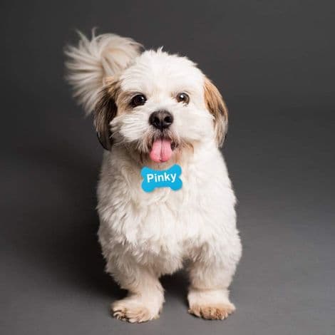 Sett med 10 hundehalsbånd