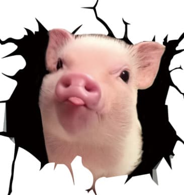 Funny Pig Cracked Car Sticker Broken Window Static Sticker (12in