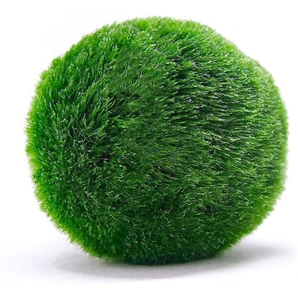 Medium Marimo Moss Balls, Aquarium Decor, Heirloom Gift, Loved by Aquarium KLB