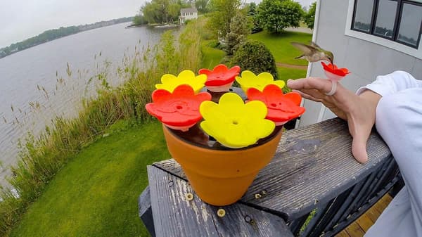Kolibri Ring Foderautomat (Lilla) - Håndfodr kolibrier i din have.