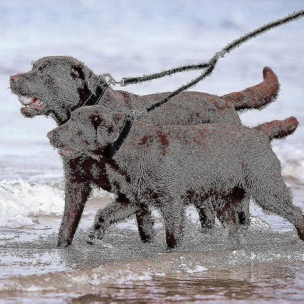 Bungee Double Dog Leash, Tangle-Free Two 2 Dog Leash And Splitter For Walking Puppy Small Medium