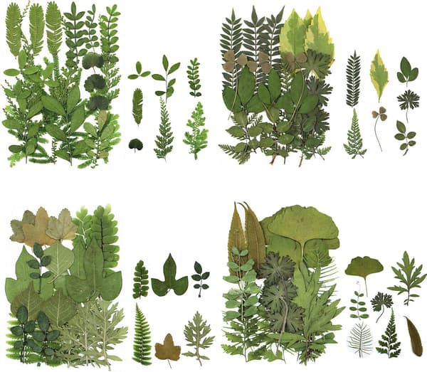 4-pack torkade pressade blad Herbarium växt kronblad blad mix riktiga