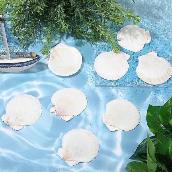 100 Pcs Seashells for Crafts Natural Large Scallop Shells White Oyster Shells Bulk for Decorating DIY Home Beach