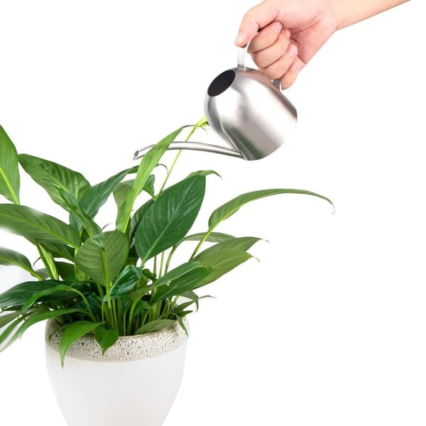 Vandkande i børstet rustfrit stål, moderne stil, lille størrelse til planter