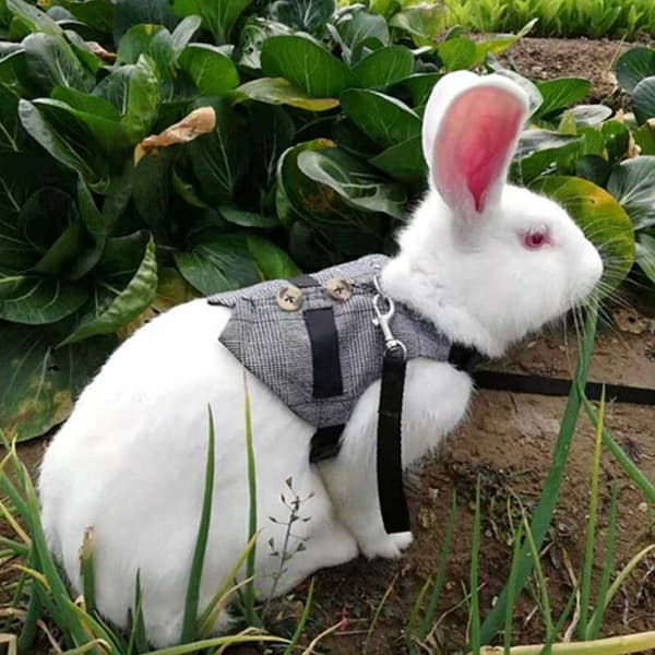 Rabbit Harness and Belt Set, Breathable Soft Rabbit Harness with Leash Gentleman Style for Rabbit Kitten Small Animals Jogging (M)