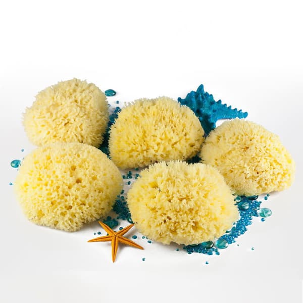 Natural sponge, very soft bath sponge from Greece, for more foam