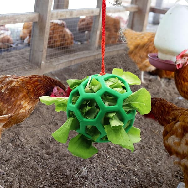 Two Hanging Fruit and Vegetable Holders for Chickens, and Cabbage Feeder.