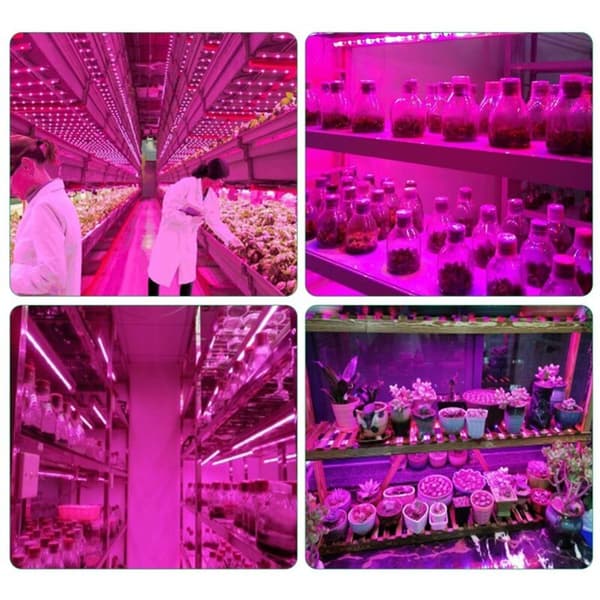 Fuld Spektrum LED Vækstlys 5V USB-strimmel 2835 Fytolamper til Planter Drivhus Hydroponik 100cm