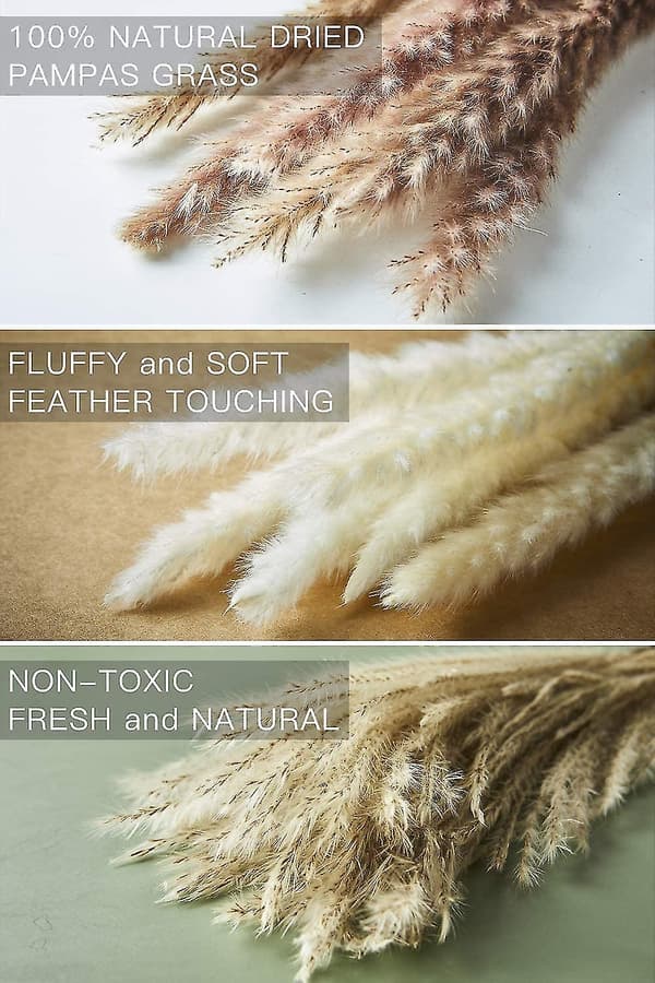 Natural Pampas Grass Dried, Fluffy and Wavy Dried Flowers B B
