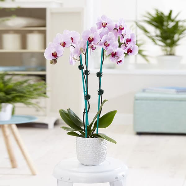 Sæt med 40 orkidéclips til at støtte orkidéer og klatreplanter. Bredde: 10 cm / Højde: 3 cm