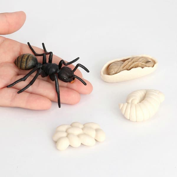 5x Simulation Ant Life Cycle Figures Fantasy Toy for Kids Black