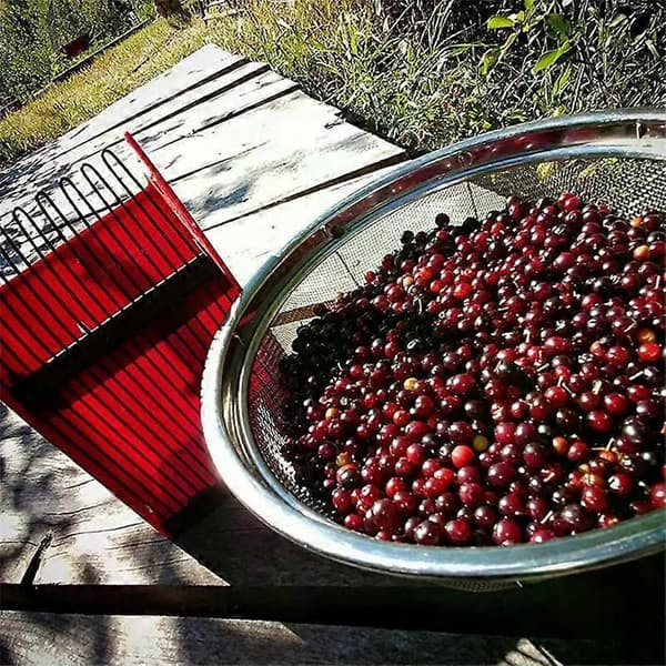 Metal Berry Picker, Comb, Fruit Picker, Scoop with Handle, Blueberry Picker, Garden Tool