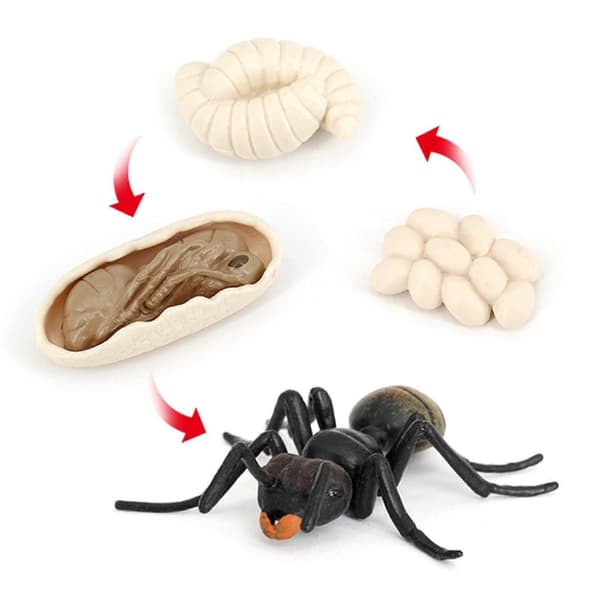 5x Simulation Ant Life Cycle Figures Fantasy Toy for Kids Black