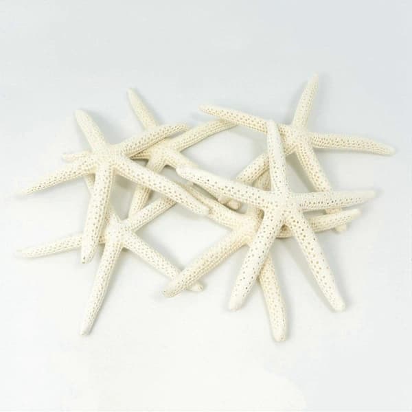 12 stk. hvide fingerstjerner 5-10 cm dekorative femfingrede søstjerner