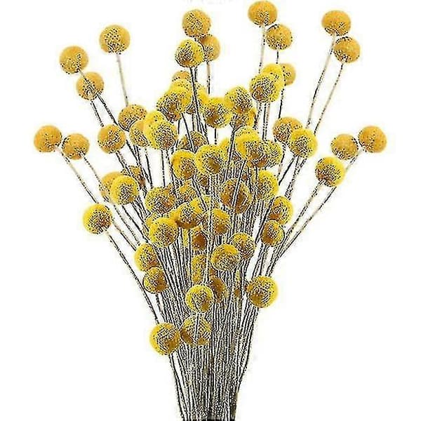 40 stk. tørrede Craspedia Button Blomsterbuket