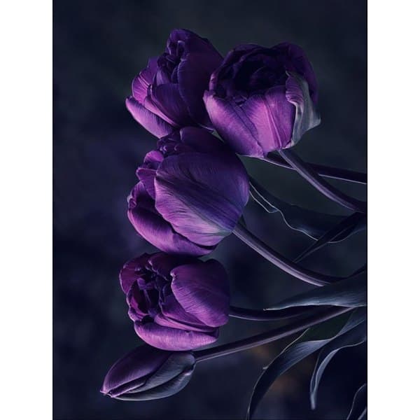 30x40cm DIY 5D Diamantmaling til Voksne og Børn - Lilla Tulipaner