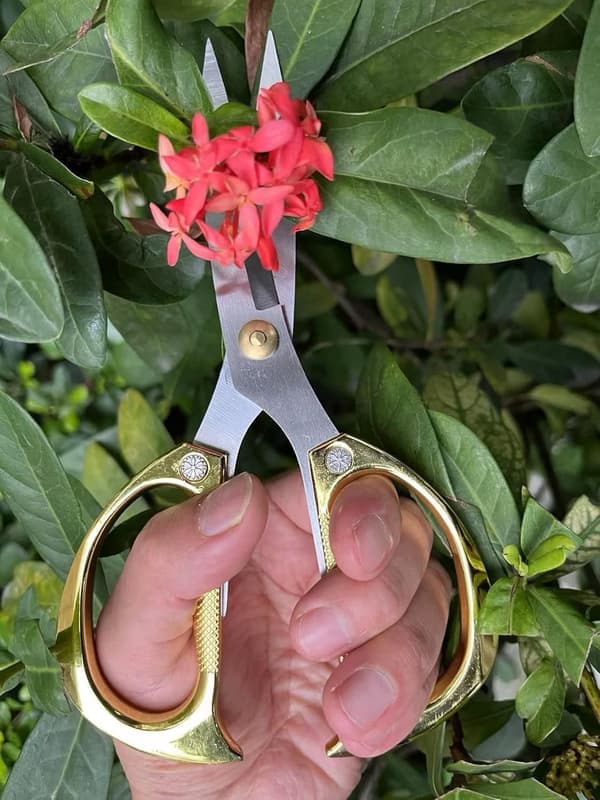 Beskæresaks, havesaks, til beskæring af vindruer, blomster,