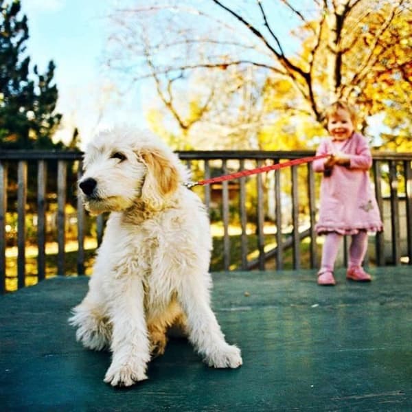 Strong Round Nylon Dog Leash with Comfortable Double Handle