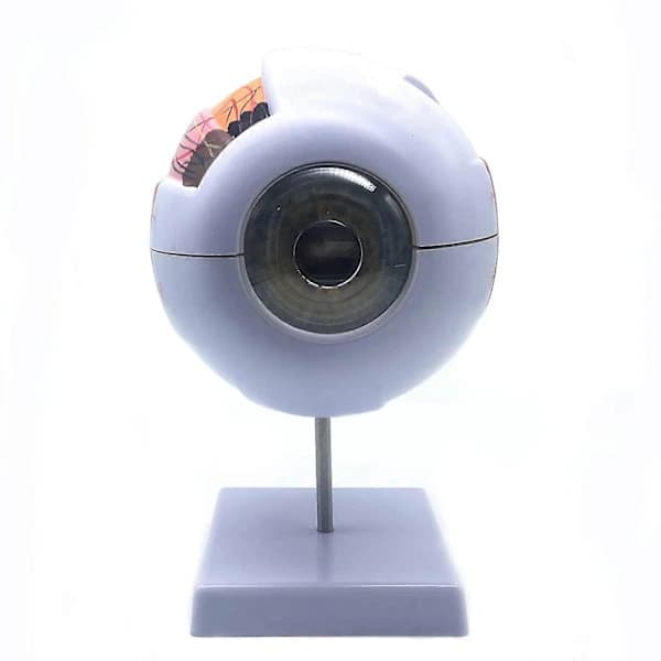 6X Enlarged Anatomical Model of the Human Eye, Anatomically Correct Eye Model Human Eye Anatomy as shown
