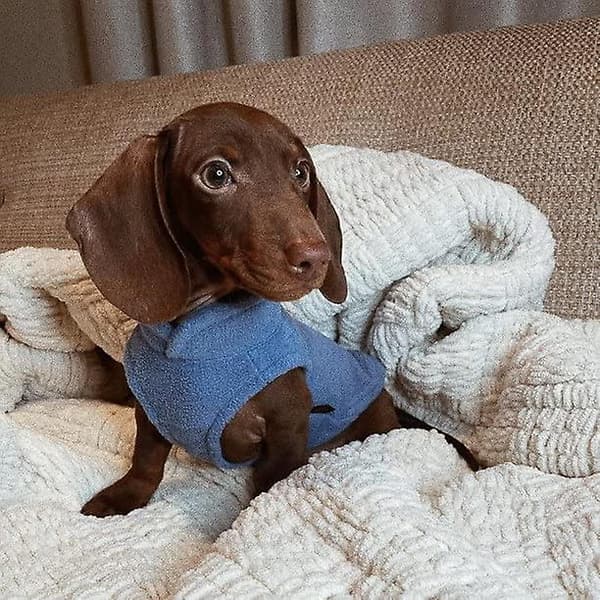 Fleeceväst Hundtröja - Varm Pullover Fleece Hundjacka med Koppelfäste - Vinterhundtröja för Små Hundar, Blå, S