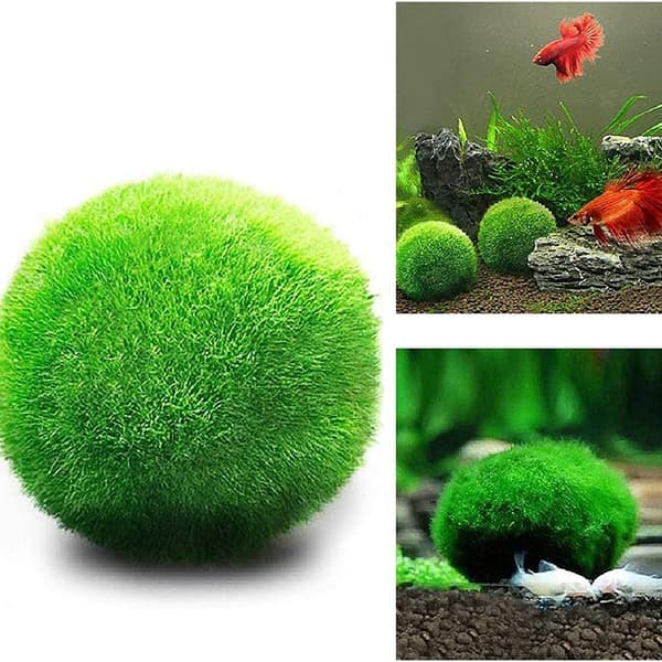 Medium Marimo Moss Balls, Aquarium Decor, Heirloom Gift, Loved by Aquarium KLB