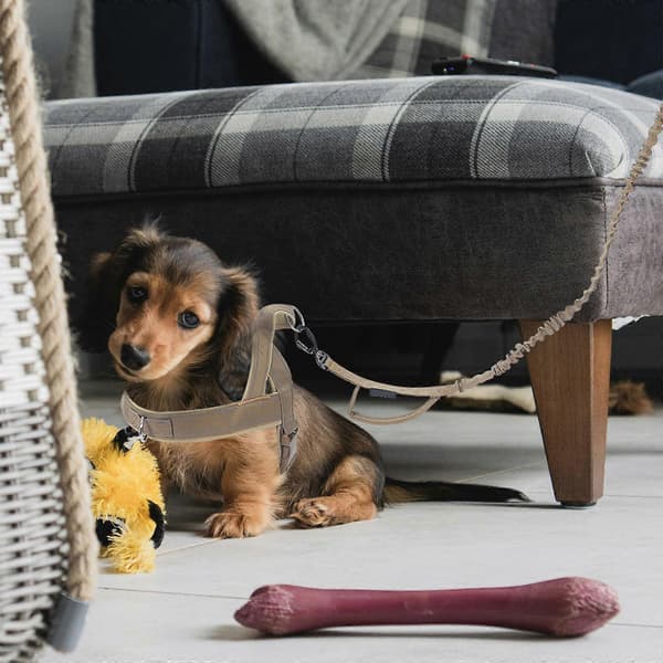 Kæledyrshundesele Justerbar hundesele til udendørs træning 1 sæt[DB]