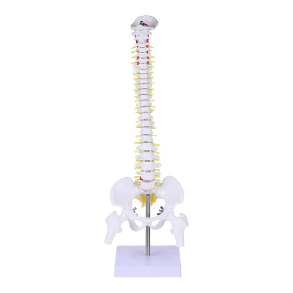 1 pc Human Spine Model Human Bone Coccyx Pelvis Model for Medical Training