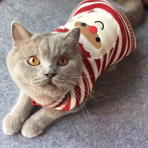 Julemandsstrikket Sweater til Kat, Varmt Strikket Tøj til Kæledyr