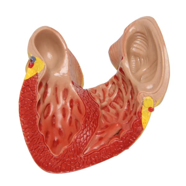1:1 Human Heart Model, Anatomically Accurate Heart Model Life-Size Human Skeleton Anatomy For Science