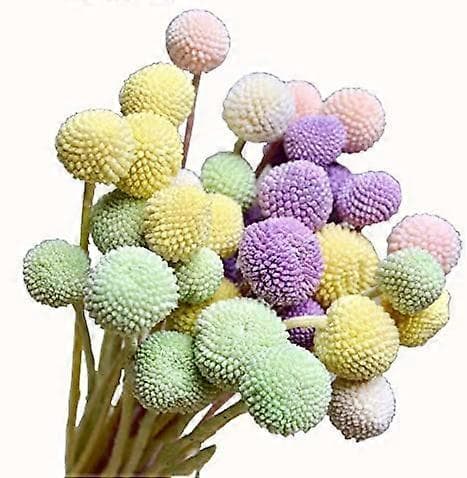 Craspedia globosa 20 stk Materiale Blomst Udødelige Evige Blomster Gave (Taro Lilla, 20 stk)