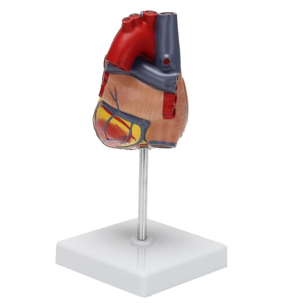 1:1 Human Heart Model, Anatomically Accurate Heart Model Life-Size Human Skeleton Anatomy For Science