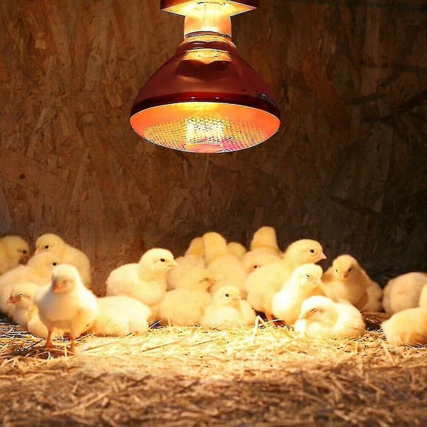 250w Infrared Heat Lamp Waterproof Explosion-proof Thickened Bulb For Piglet Chicken Duck