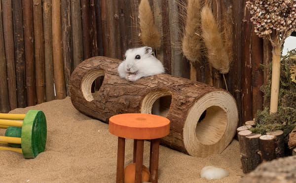 1 Piece Medium Diameter 3cm/1.2 \" L 12cm/4.7 \" Natural Wood Ha