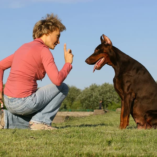 stor hundefløyte for å få naboens hund til å slutte å bjeffe, stille fløyte