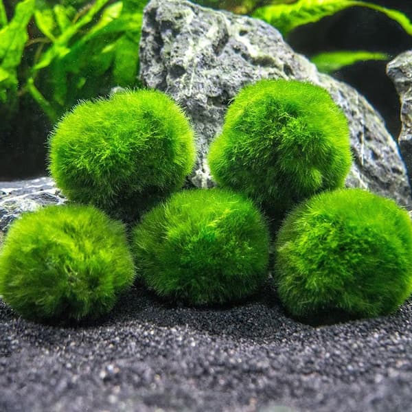 Medium Marimo Moss Balls, Aquarium Decor, Heirloom Gift, Loved by Aquarium KLB