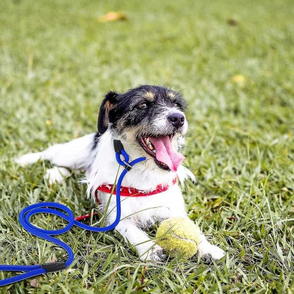 Nylon Dog Leash for Walking Training Adjustable Buckle Pet Leash Rope Collar Non-slip Belt (Blue M)