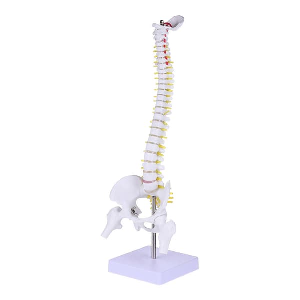 1 pc Human Spine Model Human Bone Coccyx Pelvis Model for Medical Training