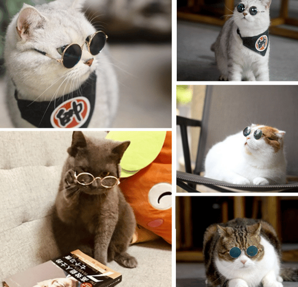 4 par hundebriller, katteprodukter, kreative trender, nye
