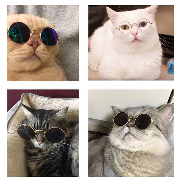 4 par hundebriller, katteprodukter, kreative trender, nye