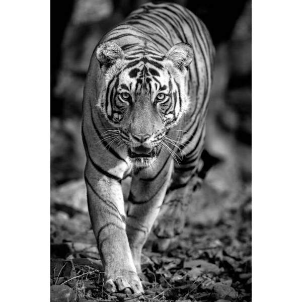 Tiger Affisch 21×30 CM